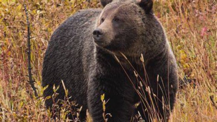 About Project Grizzly Animal Project Grizzly Animal