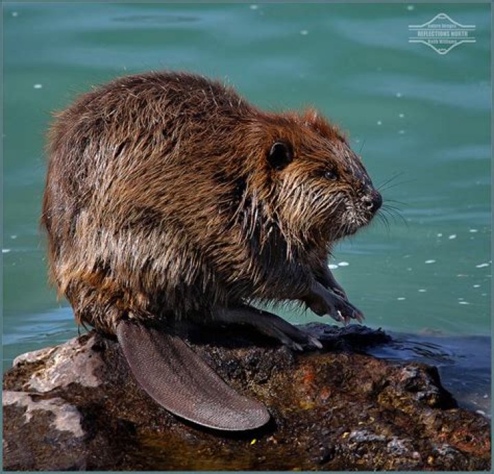 Oregon State Nickname the Beaver State INSTANT DIGITAL Etsy